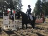 dressage horse Pramwaldhof's Bayala (Oldenburg, 2015, from Barroso)