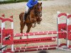 jumper On Wings (German Sport Horse, 2014, from Waldes)