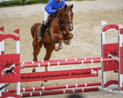 jumper On Wings (German Sport Horse, 2014, from Waldes)