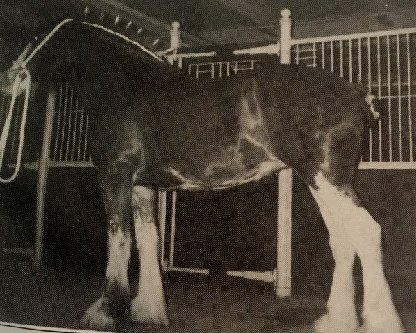 Zuchtstute Thistle Ridge Argyll Emily (Clydesdale, 1990, von Commander Mark Argyll)