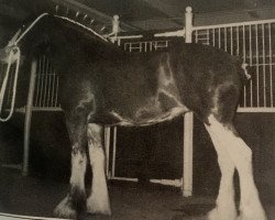 broodmare Thistle Ridge Argyll Emily (Clydesdale, 1990, from Commander Mark Argyll)