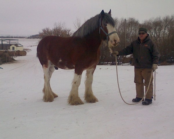 Pferd Hill Topper Archie (Clydesdale, 2002, von Zorra Highland Maverick)