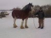 horse Hill Topper Archie (Clydesdale, 2002, from Zorra Highland Maverick)