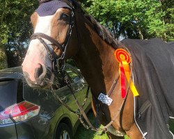 broodmare C-Irma (Oldenburg show jumper, 2012, from C-Ingmar)