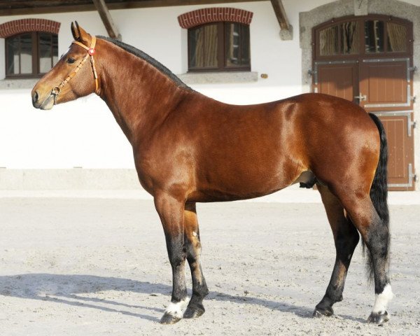 stallion Don Caprio CH (Freiberger, 2008, from Don Fenaco)