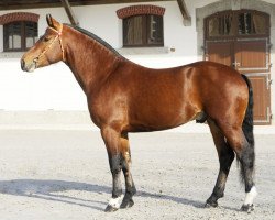 stallion Don Caprio CH (Freiberger, 2008, from Don Fenaco)