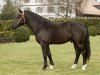 dressage horse Hoby-Wan (Freiberger, 2014, from Hayden PBM CH)