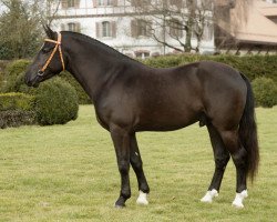 dressage horse Hoby-Wan (Freiberger, 2014, from Hayden PBM CH)