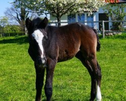 Springpferd Curious Benjamin Button (Westfale, 2019, von K.i Checkter)