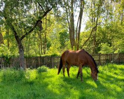 Springpferd Latos 21 (Deutsches Reitpferd, 2010, von Auheim's La Quitol)