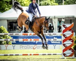 jumper Katcha Hd (Luxembourg horse, 2011, from Diamant de Semilly)