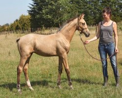 dressage horse Qashmir (Westphalian, 2019, from Qaside Md)