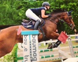 jumper Carisma 133 (Oldenburg show jumper, 2010, from Com Air I)