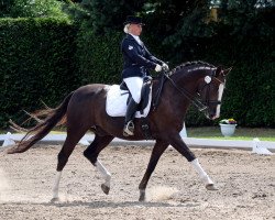 dressage horse Sir Doyodoni (Oldenburg, 2005, from Sir Donnerhall I)