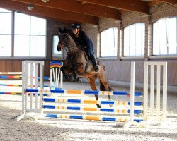 jumper Charlotta W 2 (Oldenburg show jumper, 2012, from Cannavaros)