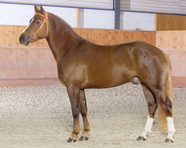 stallion Hartorius (Freiberger, 2005, from Harquis CH)