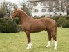 dressage horse Haragon CH (Freiberger, 2014, from Hara Kiri CH)