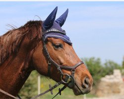 jumper Viscaya Pucci (Hanoverian, 2014, from Viscount 22)