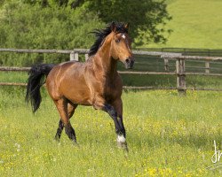 stallion Czarzeus (Holsteiner, 1997, from Cambridge)