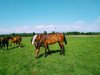 broodmare Löwenherz CR (Holsteiner, 2018, from Denton)