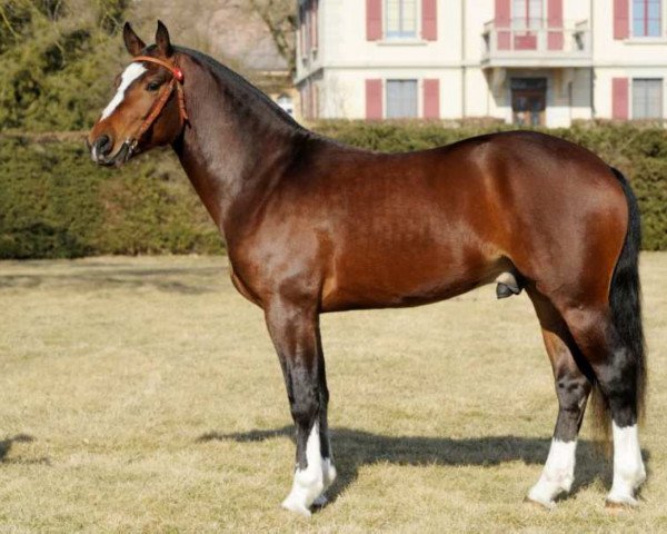 stallion Haloa II CH (Freiberger, 2009, from Hiro CH)