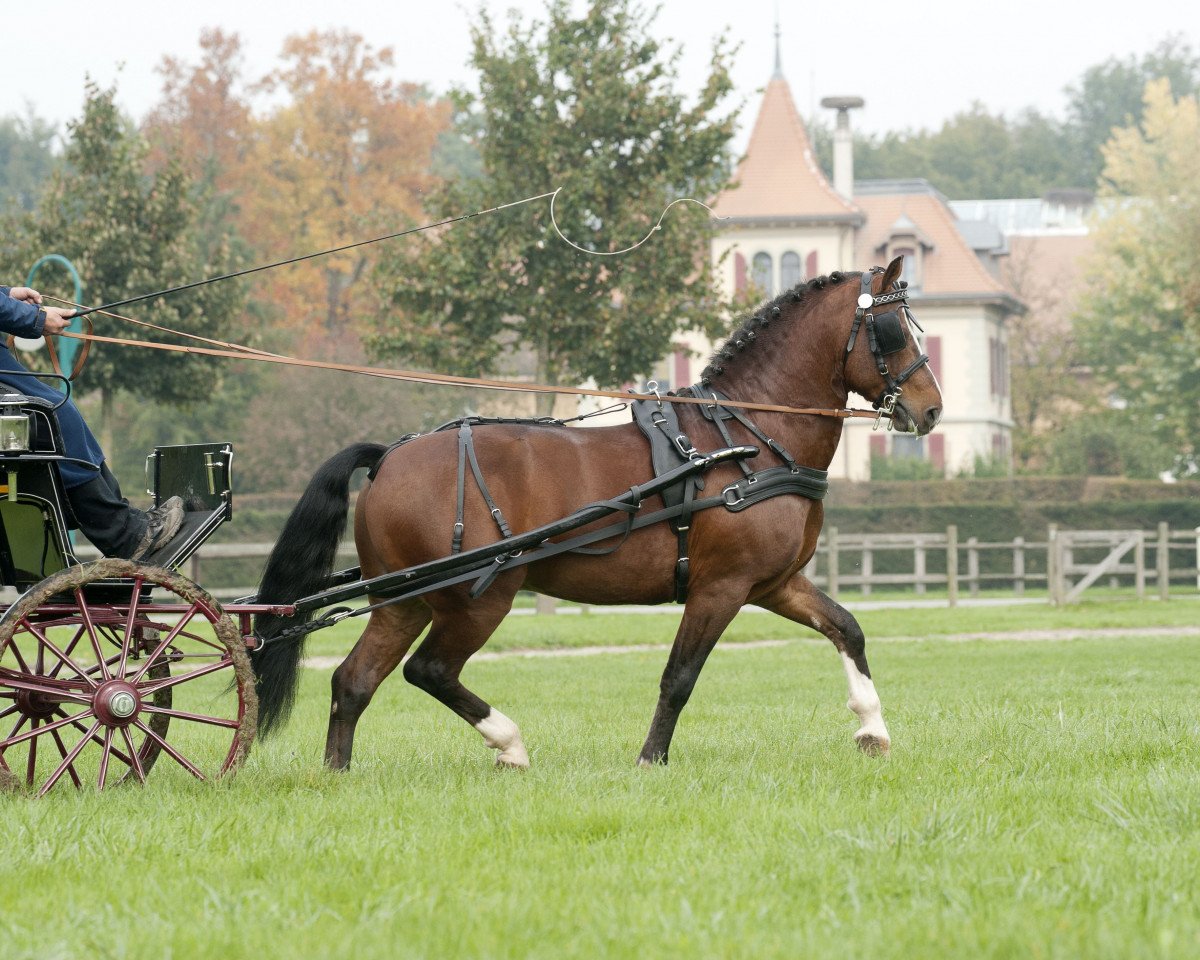 stallion Halloween XI CH (Freiberger, 2004, from Havane)