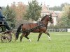 stallion Halloween XI CH (Freiberger, 2004, from Havane)