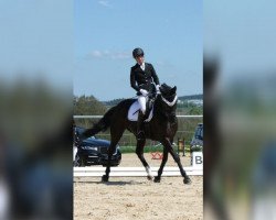 dressage horse Ulanka 58 (Bavarian, 2009, from Wolkenstein II)