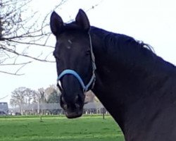 broodmare Vivy (Oldenburg, 2013)