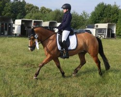 dressage horse Namiro 20 (Lewitzer, 2008, from Sandokan)