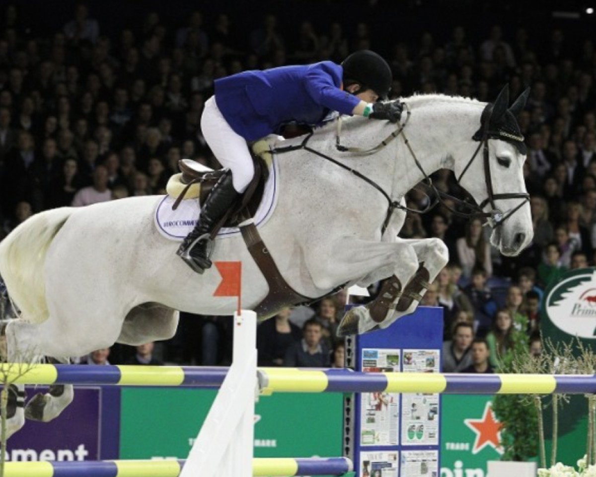 stallion Napels (Holsteiner, 1993, from Carthago)