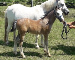 Pferd Leo McCloud (Welsh Mountain Pony (Sek.A), 2019, von Weston Lady Killer)