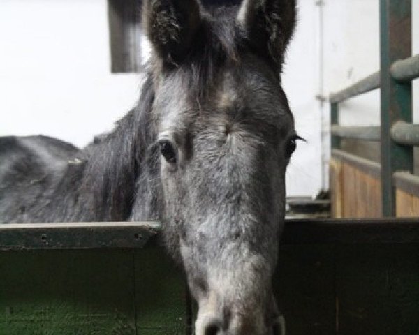 stallion Casskeni's Son (German Sport Horse, 2018, from Casskeni II)