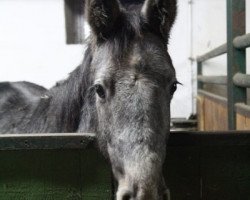 stallion Casskeni's Son (German Sport Horse, 2018, from Casskeni II)