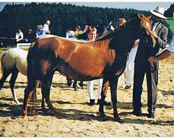 Zuchtstute Greenvillage Diana (Welsh Pony (Sek.B), 1992, von Schoenbrunn Lario)
