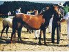 Zuchtstute Greenvillage Diana (Welsh Pony (Sek.B), 1992, von Schoenbrunn Lario)