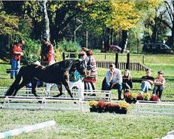 Deckhengst Little Arrow Dragonheart (Welsh Pony (Sek.B), 1994, von Wolling's Delphi)