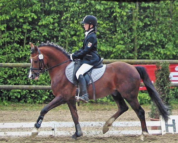 Deckhengst Greenvillage Duke (Welsh Pony (Sek.B), 1999, von Little Arrow Dragonheart)