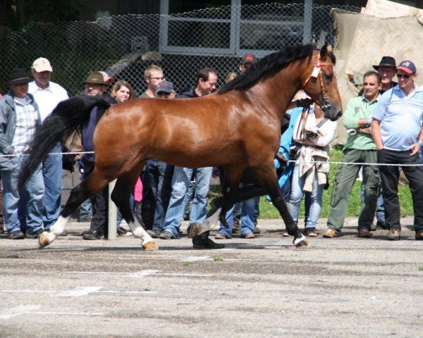 stallion Halipot CH (Freiberger, 2005, from Hobby)