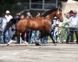 Deckhengst Halipot CH (Freiberger, 2005, von Hobby)