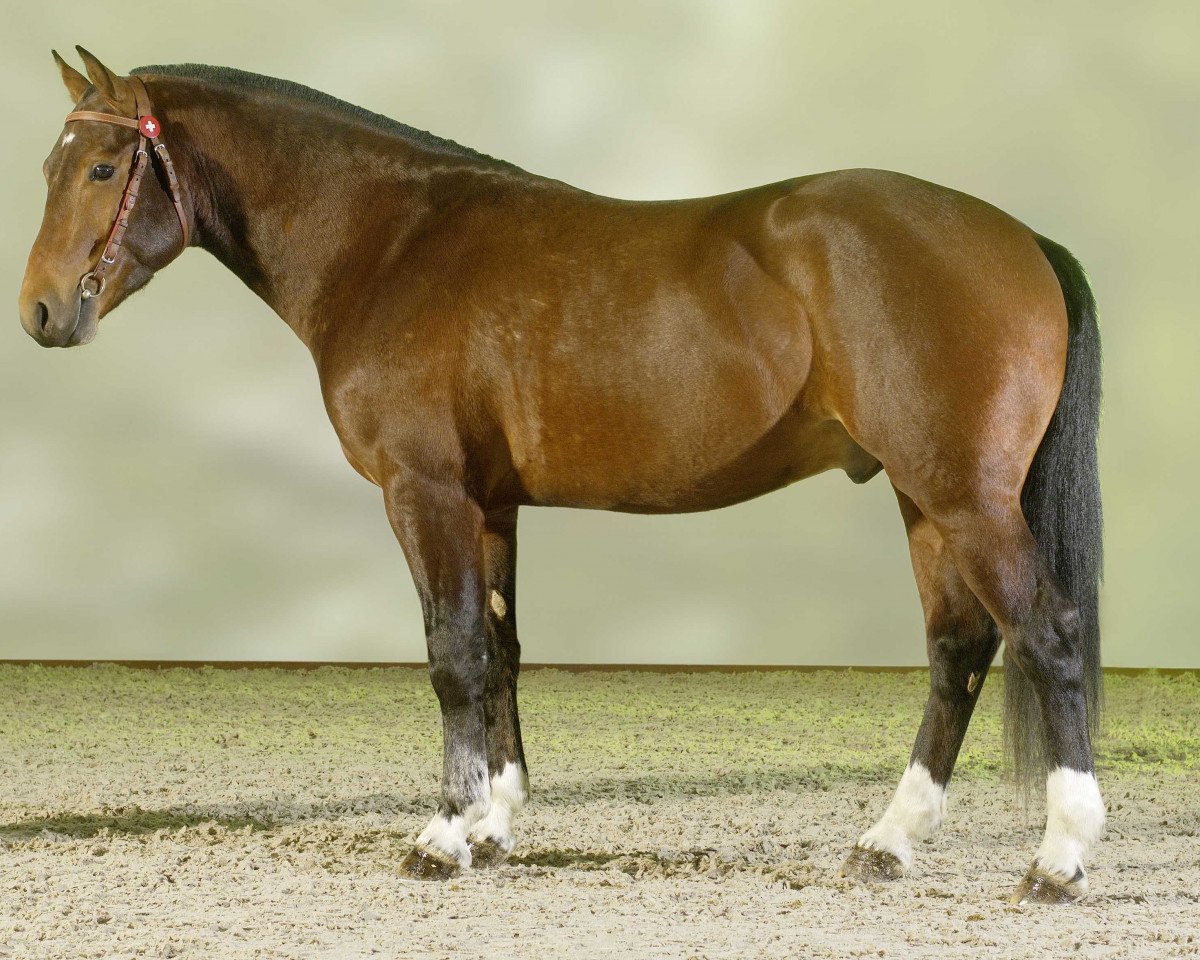 Deckhengst Houcine CH (Freiberger, 2004, von Hobby)