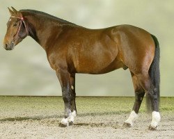 stallion Houcine CH (Freiberger, 2004, from Hobby)