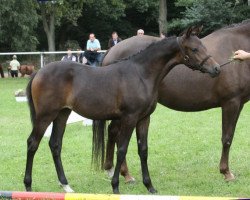 broodmare Aura Dione Z (German Riding Pony, 2010, from Nemax)