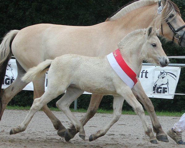 horse Tia (Fjord Horse, 2021, from Vacceur)