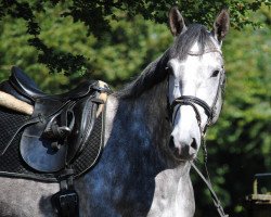 jumper Calvados 139 (Hanoverian, 2010, from Clinton H)