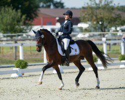 stallion DSP TI Drei D (German Riding Pony, 2013, from Dreidimensional AT NRW)