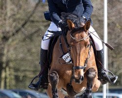 jumper Geluksroos Dgp (KWPN (Royal Dutch Sporthorse), 2011, from Tjungske)