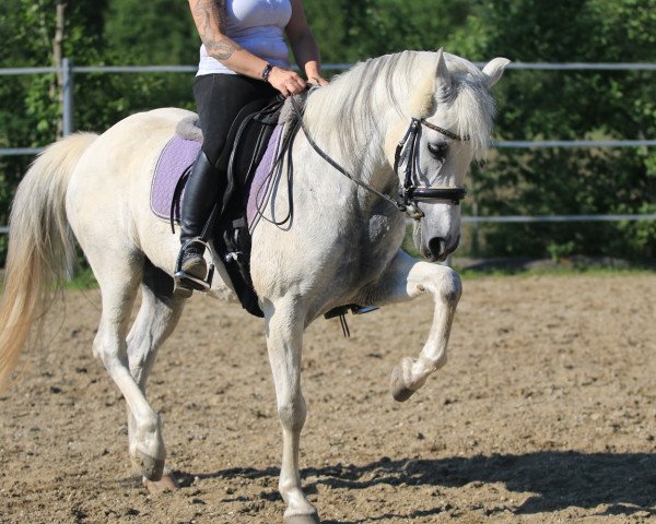 horse Cindy (Arab half breed / Partbred, 2002)