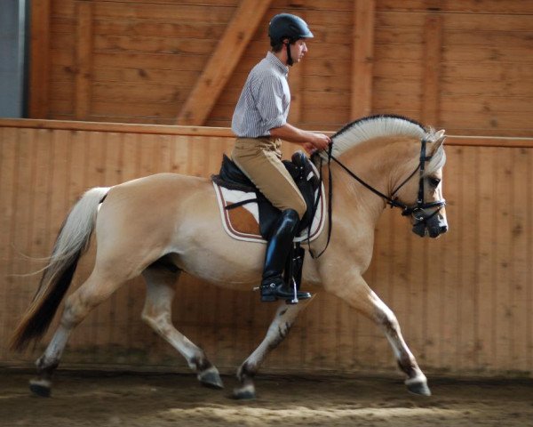 stallion Ågerupgårds Disko (Fjord Horse, 2013, from Ingolf Kjærgård)