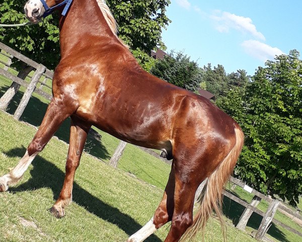 horse Jochem 5 (KWPN (Royal Dutch Sporthorse), 2014, from Crescendo HBC)